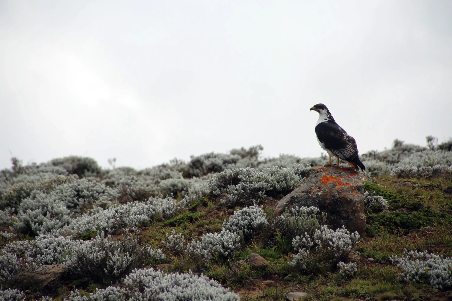 Birding Watching Tours
