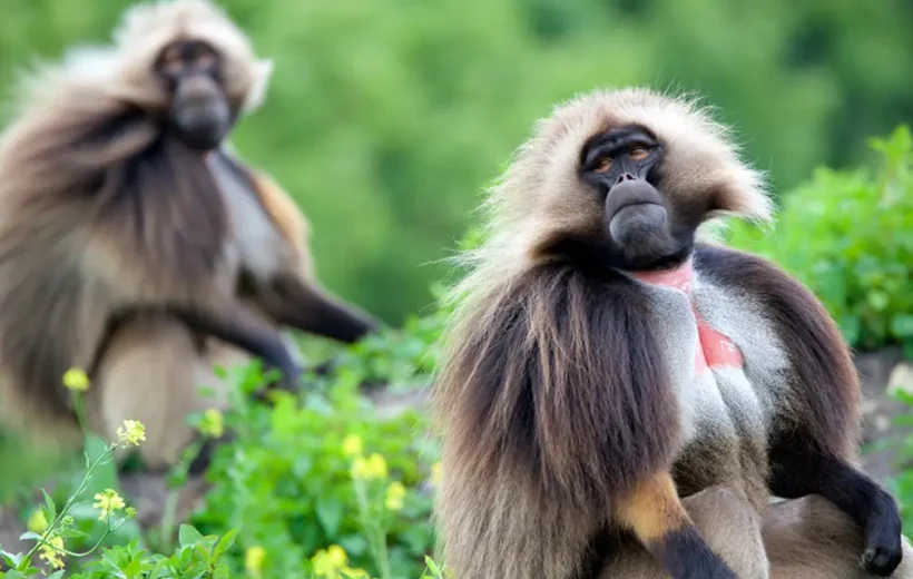Trekking in the Simien Mountains for 12 Days